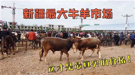 河池牲畜牛马羊批发市场