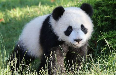 法国熊猫宝宝圆梦回国