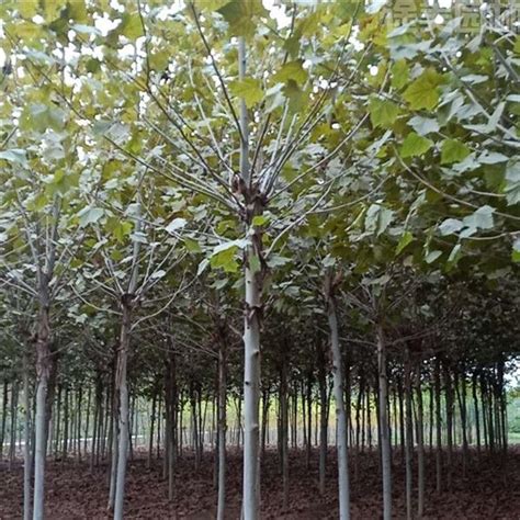 法桐树的种植方法和栽培技术