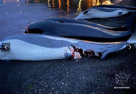 法罗群岛为什么杀海豚
