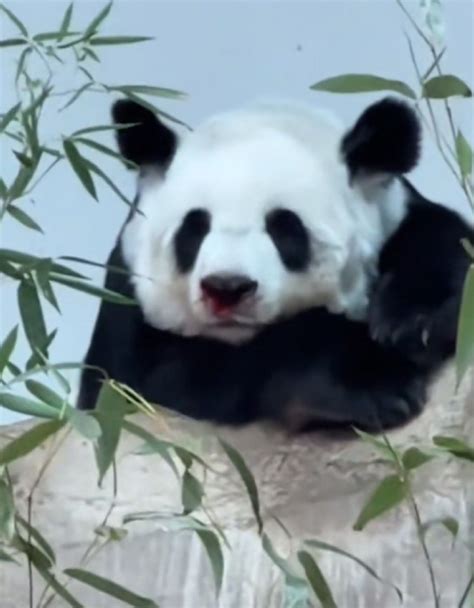 泰国熊猫林慧死因