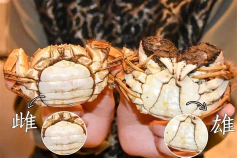活螃蟹保存10天方法