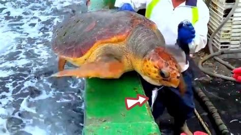 浙江渔民捕到红海龟后放生