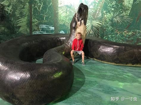 浮桥巨蟒蛇视频真实