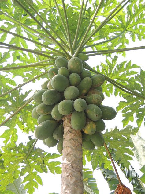 海南木瓜树图片