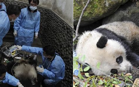 海外大熊猫死亡43年未归还