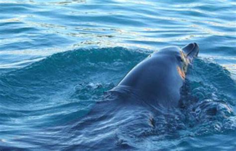 海豚为什么不攻击人类