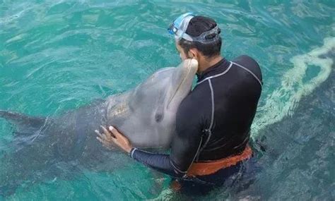 海豚和人类发生真实的故事