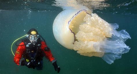 海边的超大巨型水母