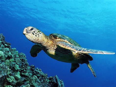 海龟受保护吗