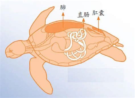 海龟的呼吸器官