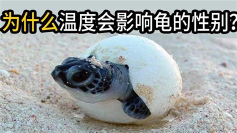 海龟的性别为什么和温度有关