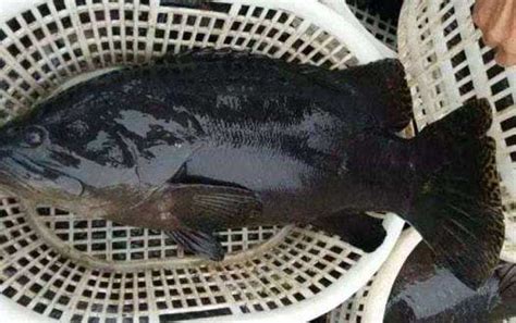 深圳石斑鱼多少钱一斤
