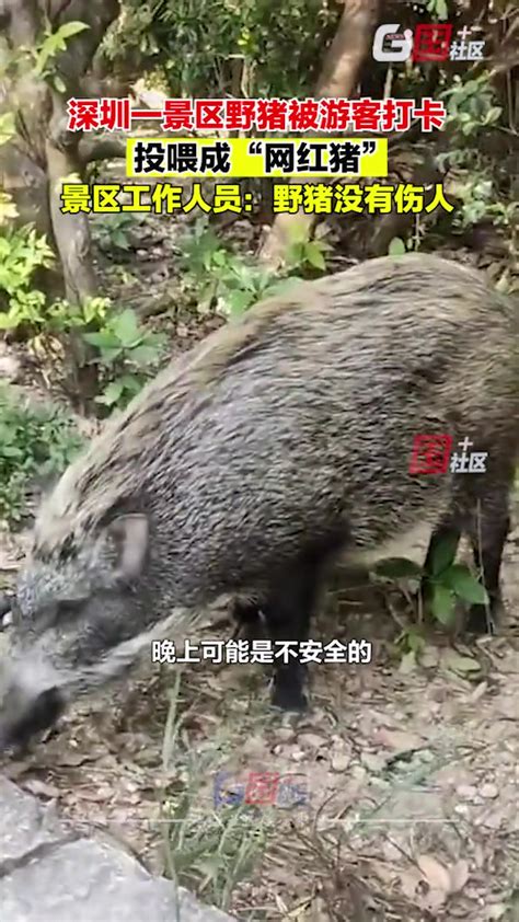 深圳野猪最新事件