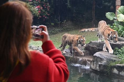 深圳野生动物公园喂老虎