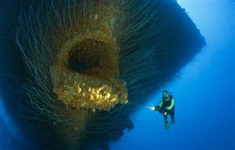深海未知巨型生物图片