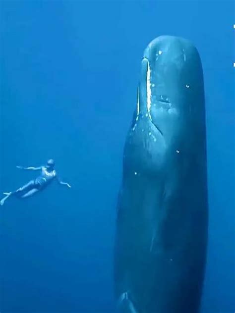 深海鲸鱼叫声