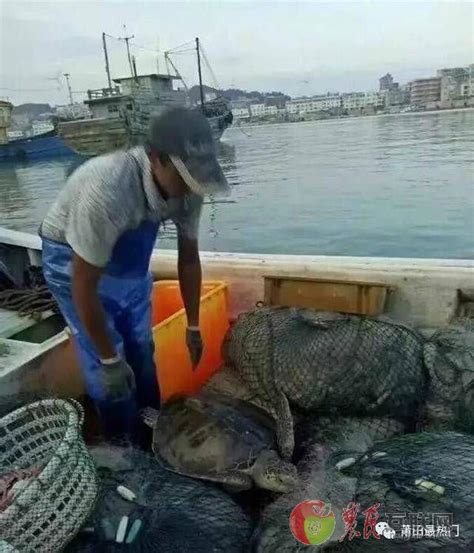 渔民捕百斤大海龟