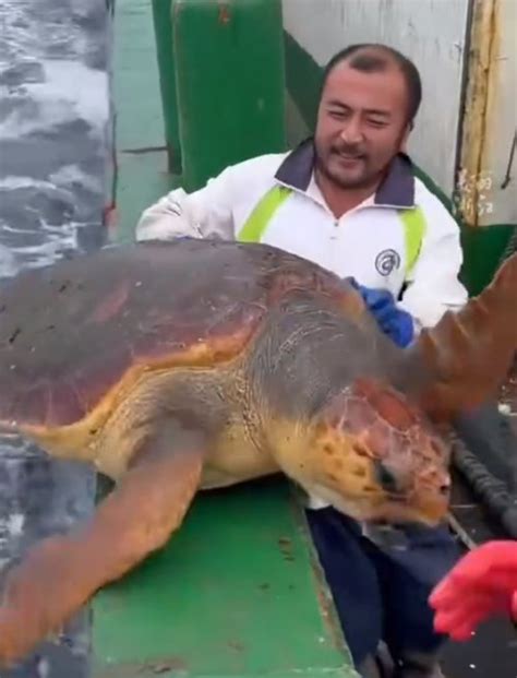 渔民误捕300斤大海龟后果断放生卜