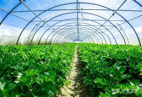 温室大棚豇豆种植技术
