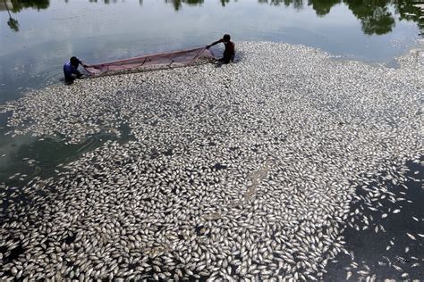 湖水干涸鱼死亡视频