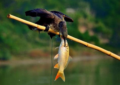 漳州鱼鳔打鱼
