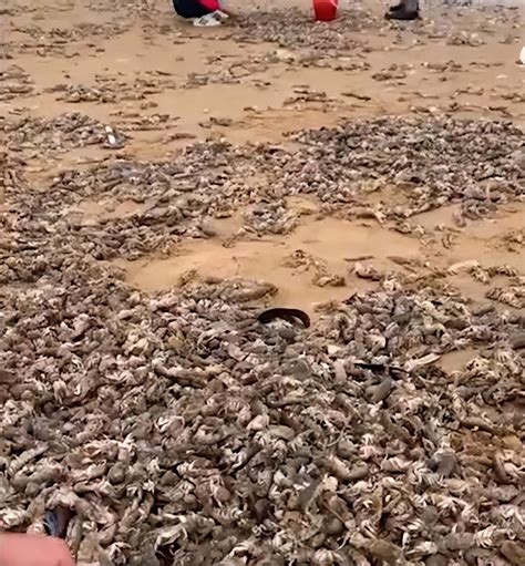 烟台海滩出现大量海肠