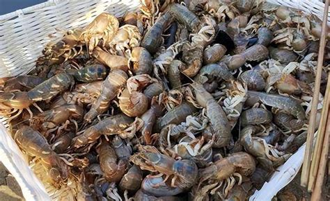 烟台海边大量泸沽虾