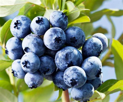 热带适合种什么品种的蓝莓