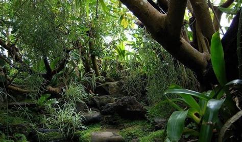 热带雨林世界未解之谜