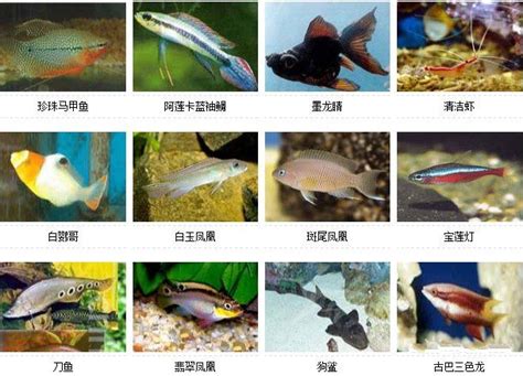 热带鱼种类名称及图片