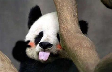 熊猫为什么没有天敌