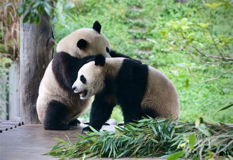 熊猫有哪些家族