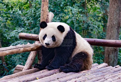 熊猫网素材
