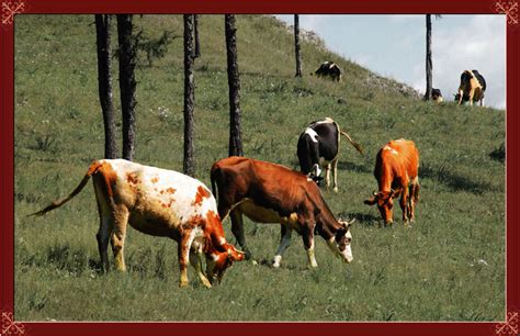 牛儿在田里吃草仿写句子