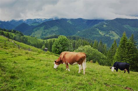 牛在山坡上吃草扩写句子
