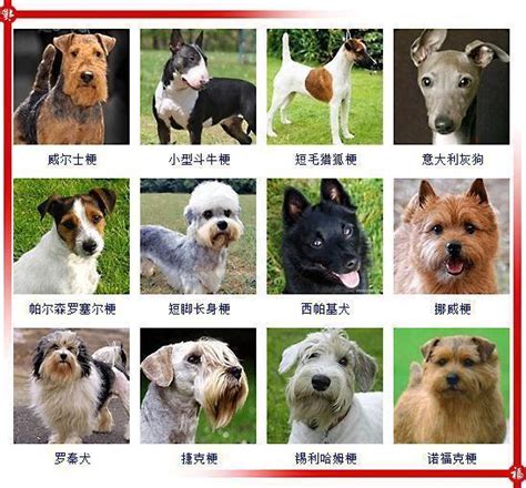 犬的品种大全图片