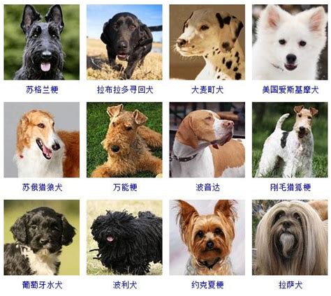 狗品种大全图片名字