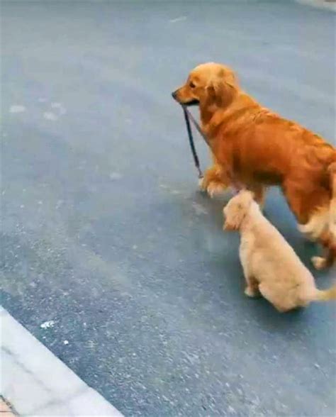 狗妈妈带着狗宝宝找新主人