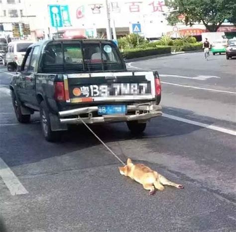 狗被人绑在车尾里