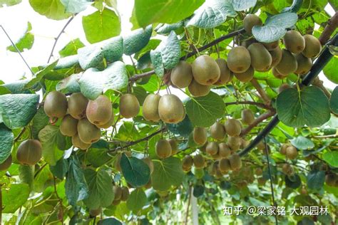 猕猴桃树几月份能种植