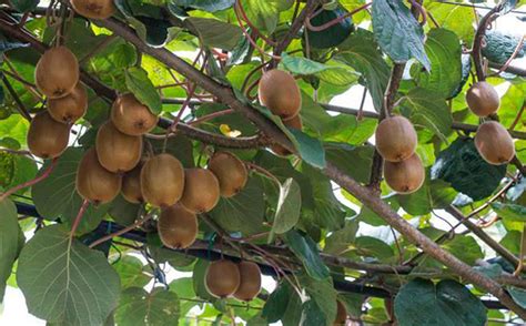 猕猴桃树容易种植吗