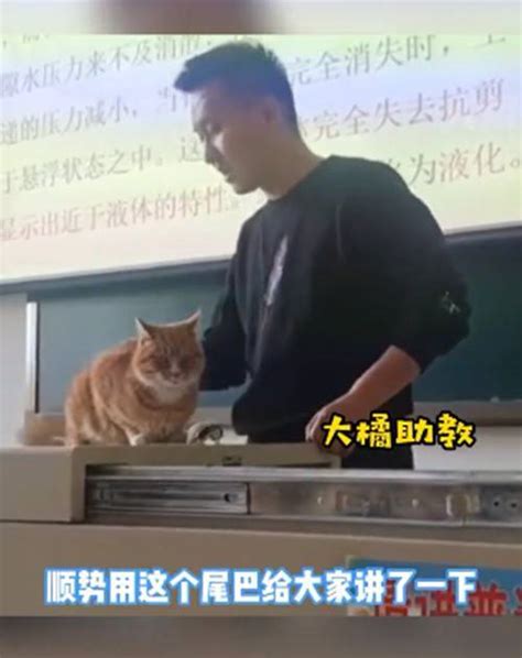 猫上课被老师踢出去