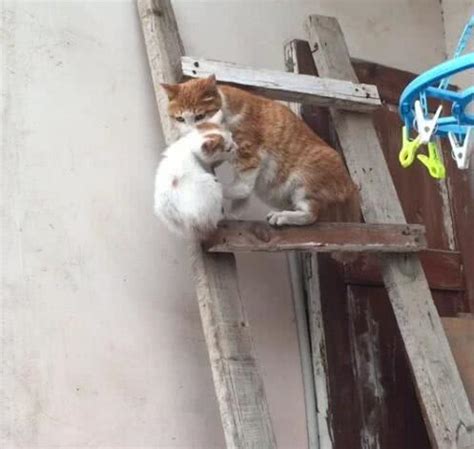 猫咪三次跳墙从屋顶摔落