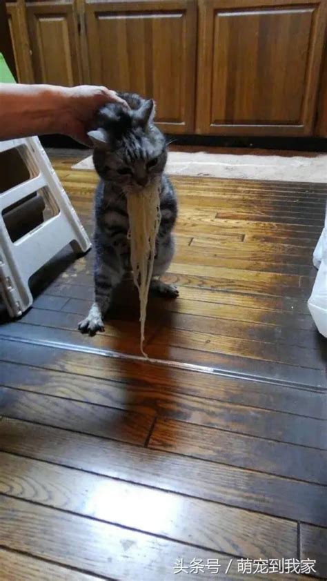 猫咪偷吃被发现一手一只串