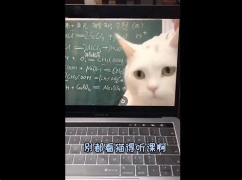 猫咪出镜老师被公司开除