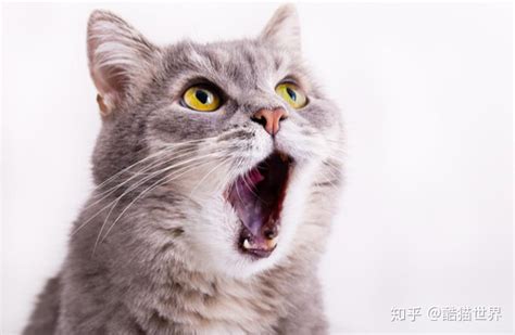 猫咪叫声和哪种动物很像