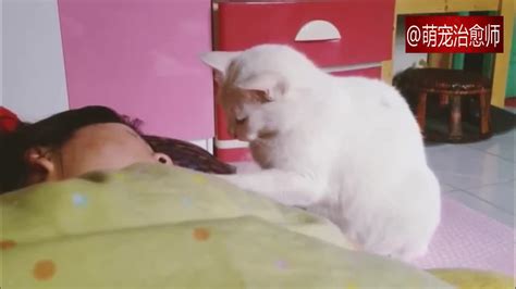 猫咪看到主人在床上蒙着头扭身体