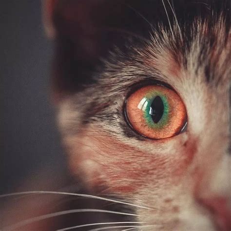 猫的眼睛吓人