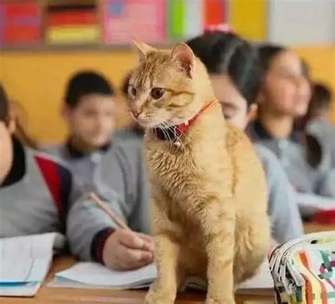 猫5次入境影响上课开除老师